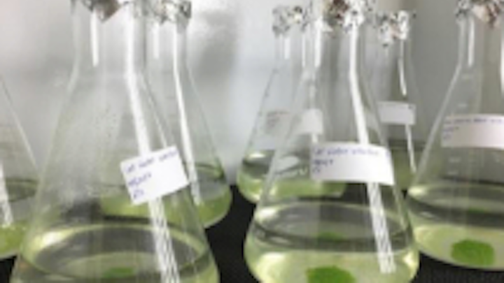 Content Dam Ww Online Articles 2019 04 Ww Newscast 20190415 Story1b Green Algae Samples Credit Xuelian Bai Dri 200x150