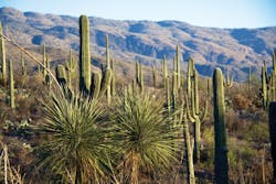 1905wwft3 P01 Cactus 636721 Tucson Arizona Credit Pixabay Dbaumann 1905wwft3 P01 Cactus 636721 Tucson Arizona Credit Pixabay Dbaumann