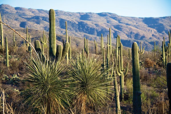 1905wwft3 P01 Cactus 636721 Tucson Arizona Credit Pixabay Dbaumann