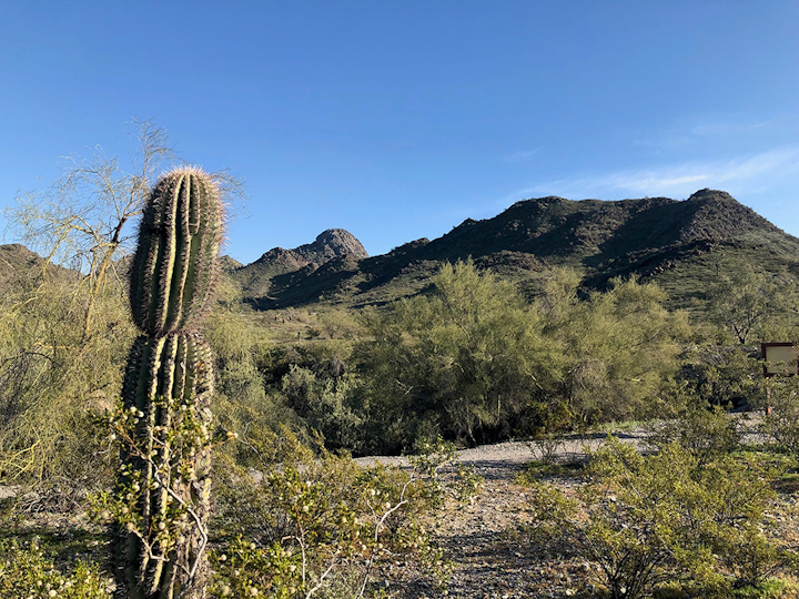 Phoenix