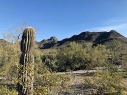 Phoenix 5cd44fca3cf71 Phoenix 5cd44fca3cf71