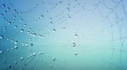 Cobweb 3725540 640