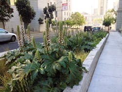 The engineered wetland treatment system at SFPUC’s headquarters looks like a series of large planter boxes surrounding the building. The engineered wetland treatment system at SFPUC’s headquarters looks like a series of large planter boxes surrounding the building.