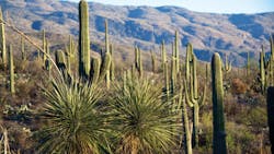 1905wwft3 P01 Cactus 636721 Tucson Arizona Credit Pixabay Dbaumann 1905wwft3 P01 Cactus 636721 Tucson Arizona Credit Pixabay Dbaumann