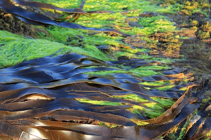 Seaweed 2360116 640