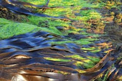 Seaweed 2360116 640 5d3212e2139d9 Seaweed 2360116 640 5d3212e2139d9