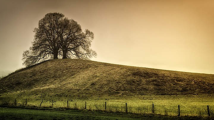 Tree 3398108 640