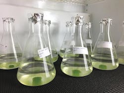 Samples of Nannochloris grow in the Environmental Engineering Laboratory at the Desert Research Institute in Las Vegas. This species of green algae was found to be capable of removing certain types of endocrine-disrupting chemicals from treated wastewater. Photo courtesy Xuelian Bai/DRI.
