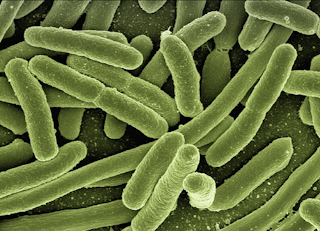 Princeton researchers find microbe that chews through PFAS, other tough contaminants - WaterWorld