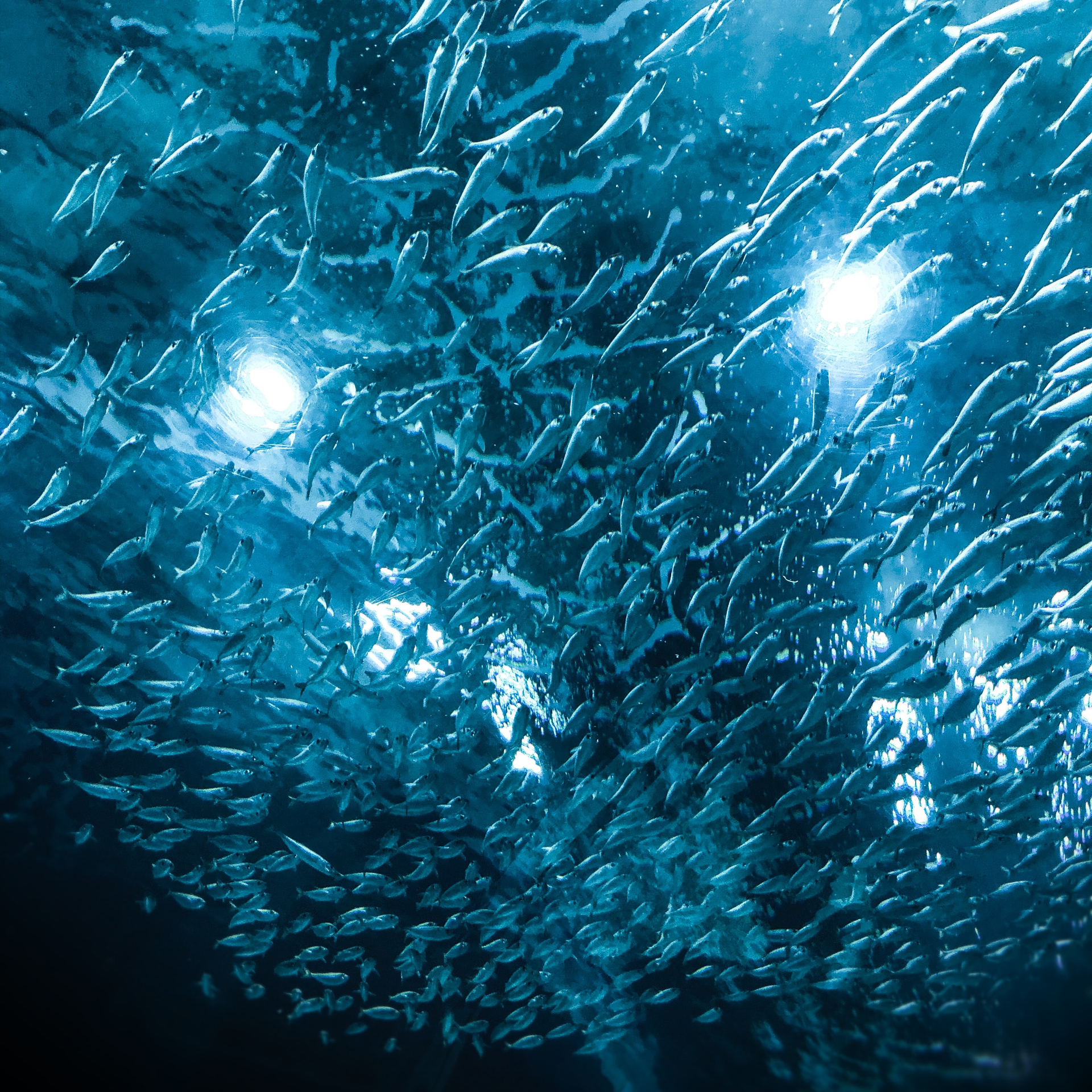 Fish Marine Life Ocean 2422181 5db9d38d2d904