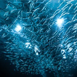 Fish Marine Life Ocean 2422181 5db9d38d2d904 Fish Marine Life Ocean 2422181 5db9d38d2d904