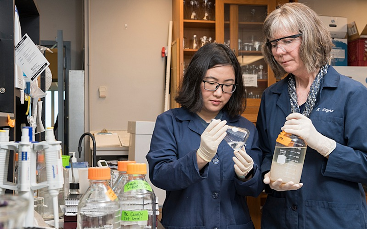 University of Delaware Professor Kathryn Coyne (right) and doctoral student Yanfei Wang have patented a technique for embedding algicide-emitting Shewanella bacteria into gel beads. These “bacteria bullets” can then be placed in mesh bags for deployment to coastal waters to stop a toxic red tide bloom.