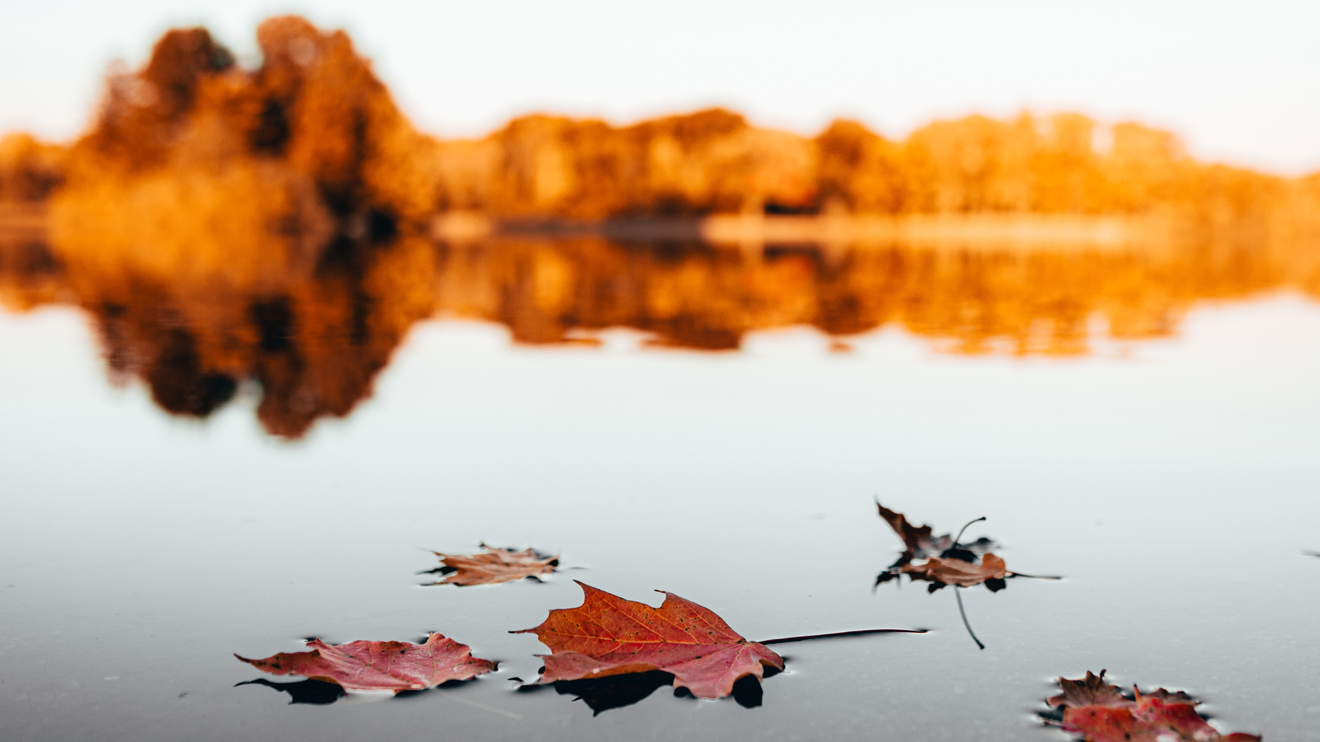 Maple Leaves On Water 3130385 5df2597a21096