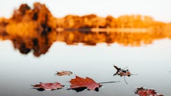 Maple Leaves On Water 3130385