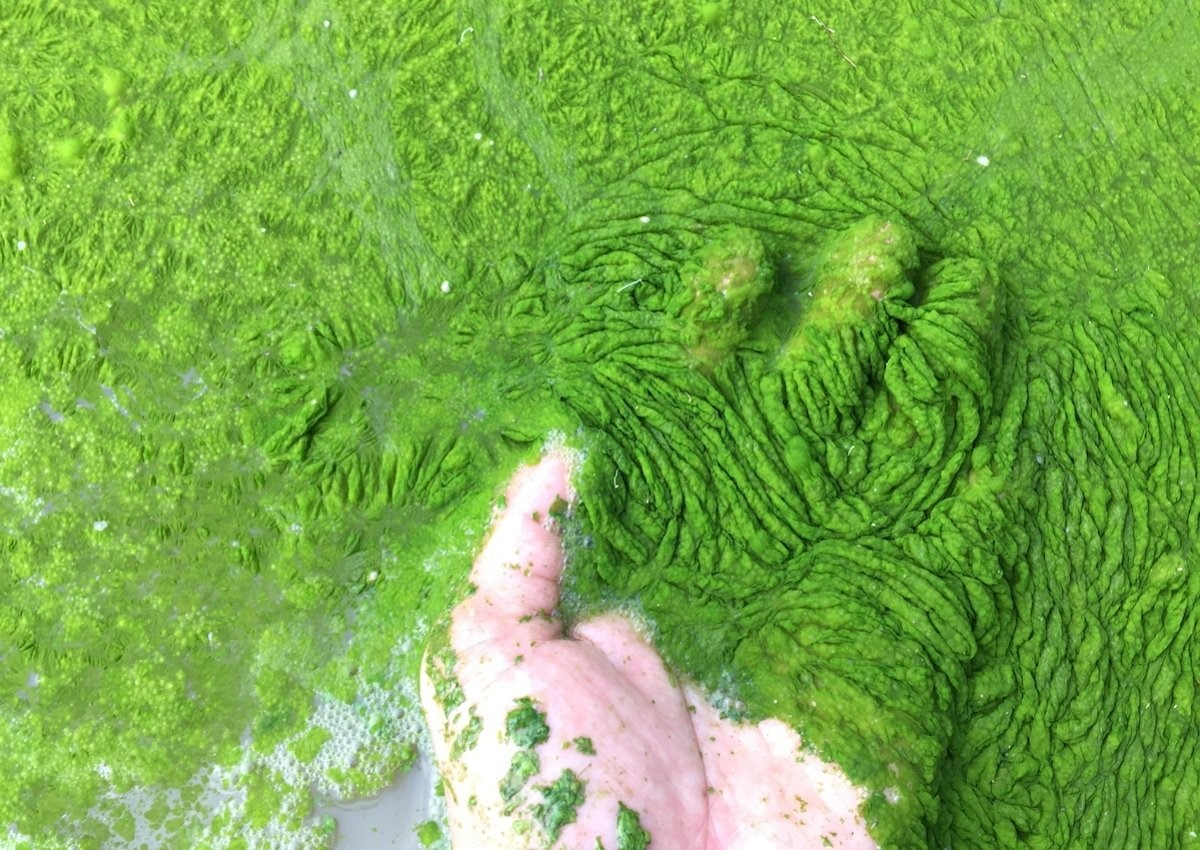 New Jersey DEP provides $13.5M to address harmful algal blooms | WaterWorld