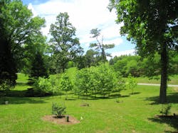 University of Tennessee Arboretum University of Tennessee Arboretum