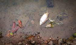 Tracking where pollution in a river comes from can be easier if you have a marker in the water that travels with the flow. Tracking where pollution in a river comes from can be easier if you have a marker in the water that travels with the flow.