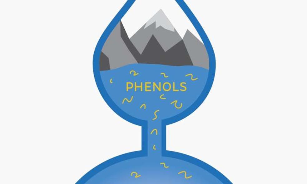 When phenols, compounds that are commonly found in drinking water, mix with chlorine, hundreds of unknown, potentially toxic byproducts are formed.