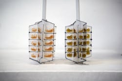 A look at the MIT team’s new water monitoring device, before (left) and after (right) dipping in metal-contaminated water. A look at the MIT team’s new water monitoring device, before (left) and after (right) dipping in metal-contaminated water.