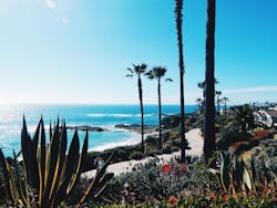 Agave Beach Cactus California 360698