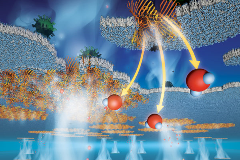 Protein Pores 5e3994050a226