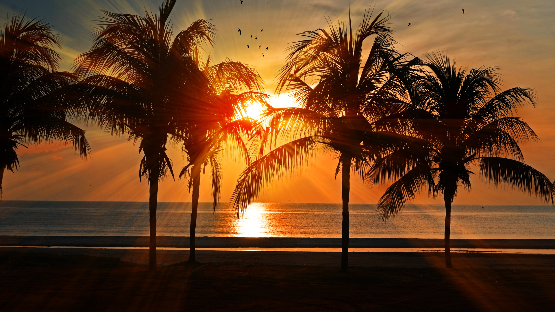 Beach Birds Calm Clouds 219998 5efa2280e9d3d