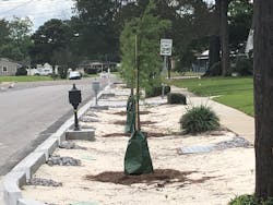 Trees are an important component of bioswales that provide stormwater storage for the City of New Orleans.