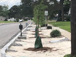 Trees are an important component of bioswales that provide stormwater storage for the City of New Orleans. Trees are an important component of bioswales that provide stormwater storage for the City of New Orleans.