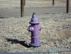 A purple fire hydrant in Aurora, Colo., is connected to a recycled water line. A purple fire hydrant in Aurora, Colo., is connected to a recycled water line.