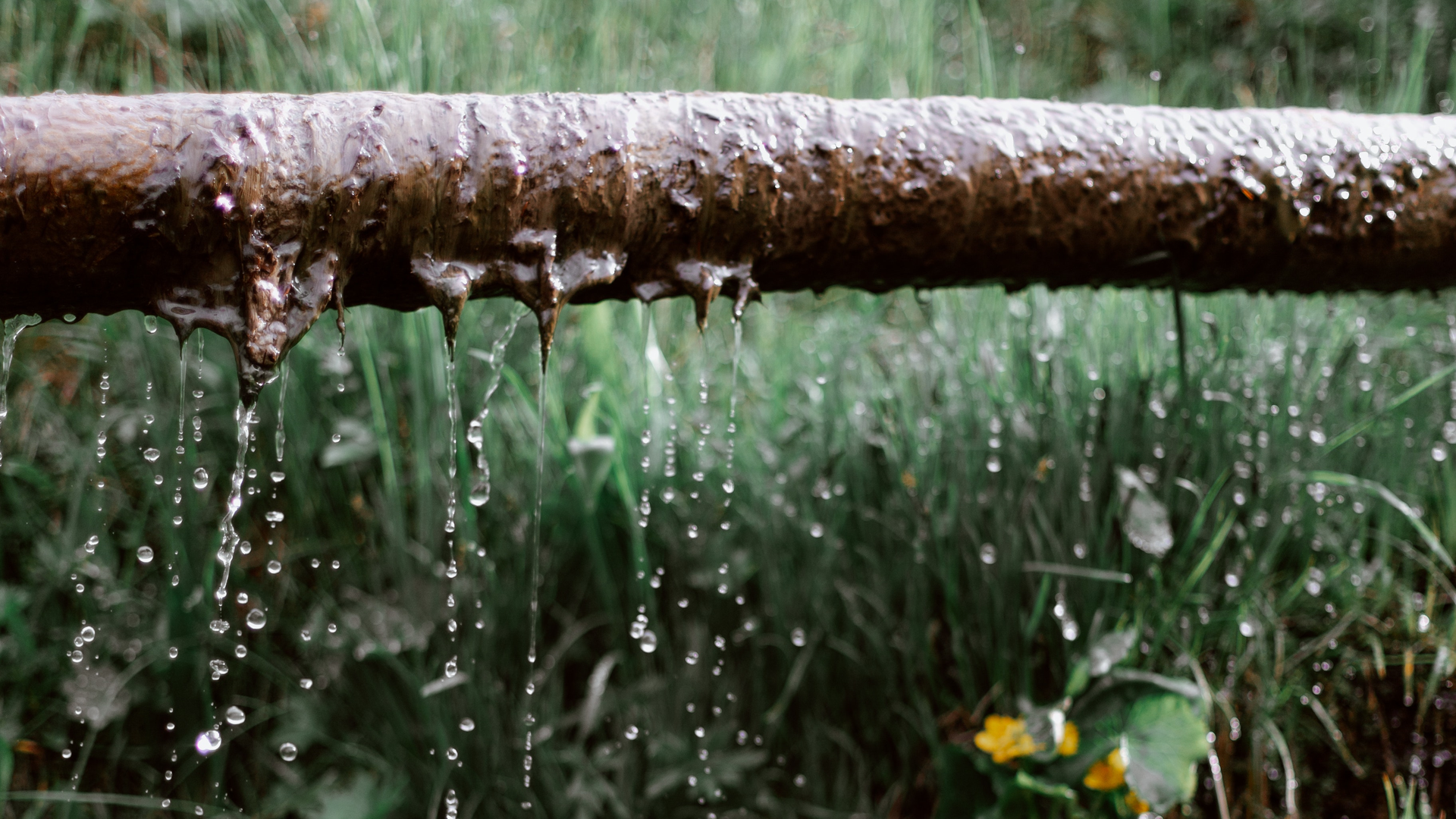 Pexels Eberhard Grossgasteiger 4406605 5f51416014a51