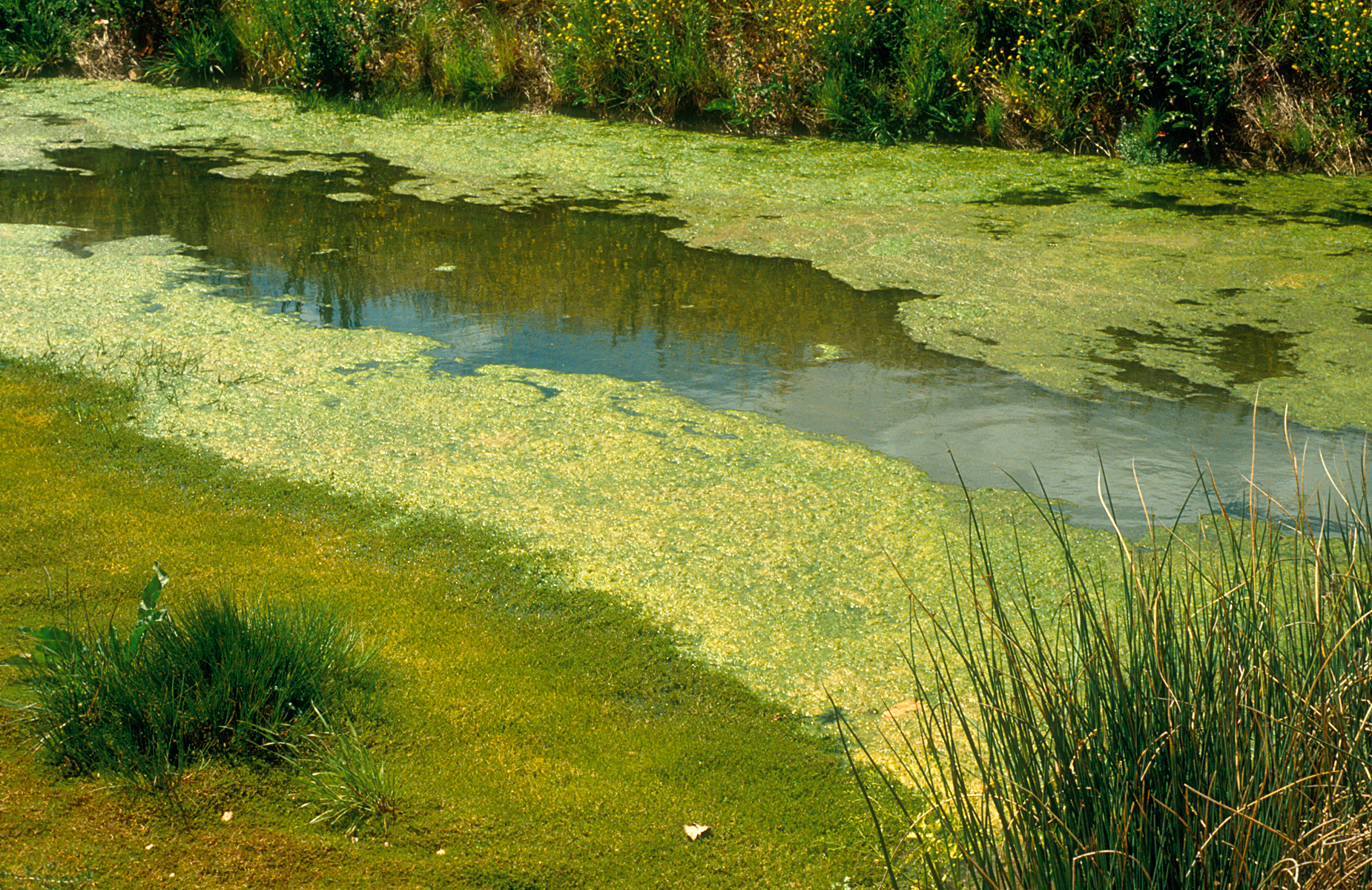 Csiro Science Image 4628 Bluegreen Algae In Irrigation Drain 5f63c540f161f