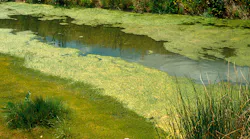 Csiro Science Image 4628 Bluegreen Algae In Irrigation Drain