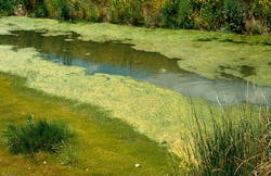 Csiro Science Image 4628 Bluegreen Algae In Irrigation Drain 5f63c540f161f Csiro Science Image 4628 Bluegreen Algae In Irrigation Drain 5f63c540f161f
