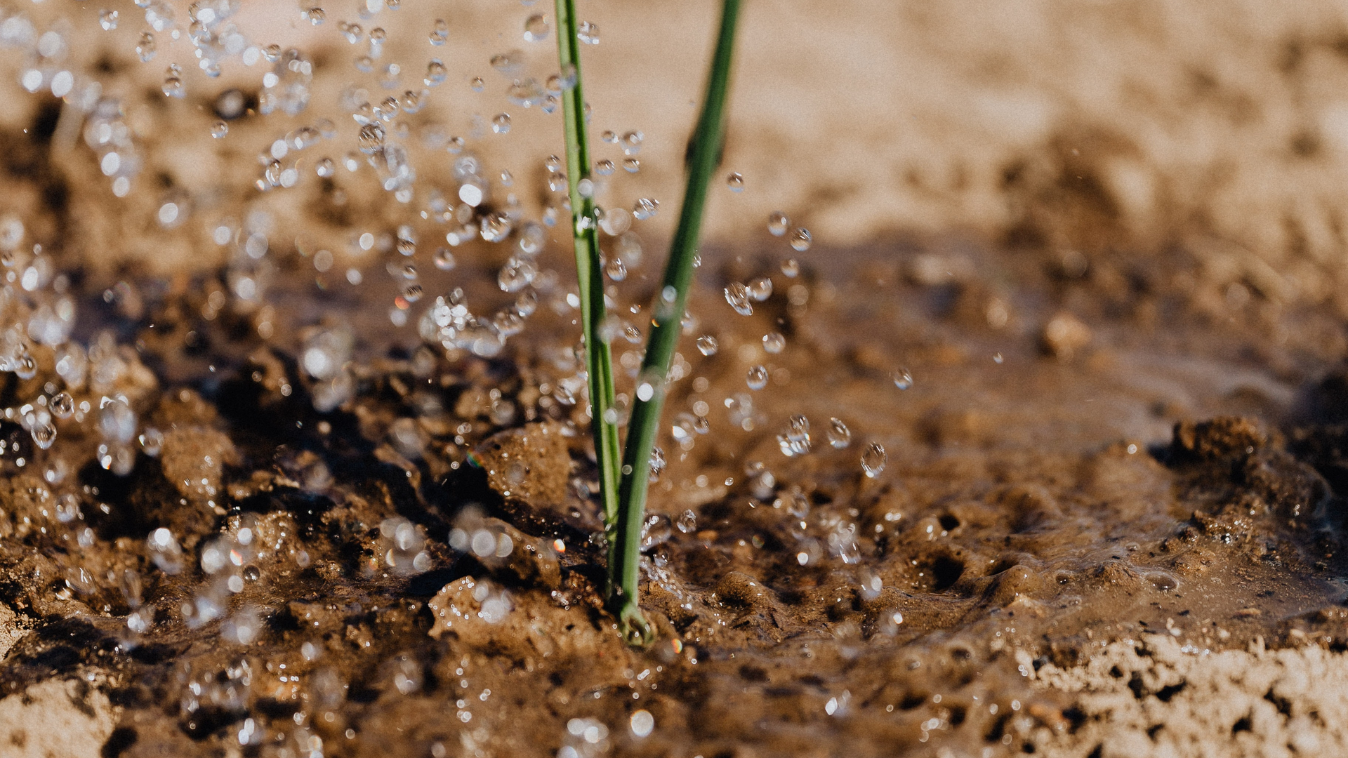 Pexels Karolina Grabowska 4207907 5f7751456c1fb