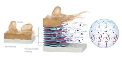 The removable polyelectrolyte coating prevents biofouling on desalination membranes and avoids the need for harmful chemicals to clean seawater desalination systems. The removable polyelectrolyte coating prevents biofouling on desalination membranes and avoids the need for harmful chemicals to clean seawater desalination systems.