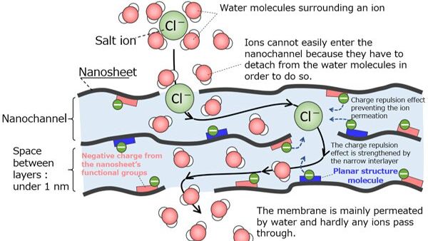 Diagram of the membrane. Water permeation is induced by the nanochannels. It is difficult for the ions to enter the nanochannels, so they cannot permeate the membrane easily.