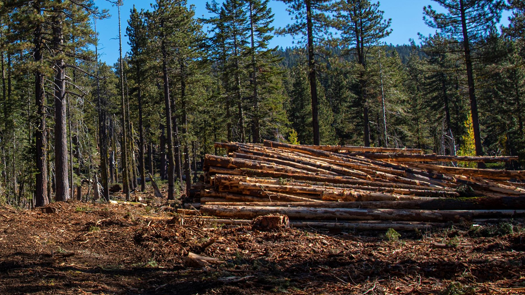 Yuba Water commits $6.5M to combat wildfire risk