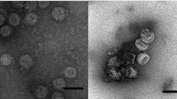 An enveloped virus, Φ6 (left), clumps together and becomes damaged by conventional iron coagulation (right). Scale bar, 100 nm. An enveloped virus, Φ6 (left), clumps together and becomes damaged by conventional iron coagulation (right). Scale bar, 100 nm.