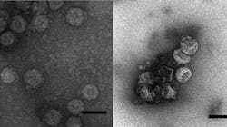 An enveloped virus, &Phi;6 (left), clumps together and becomes damaged by conventional iron coagulation (right). Scale bar, 100 nm.