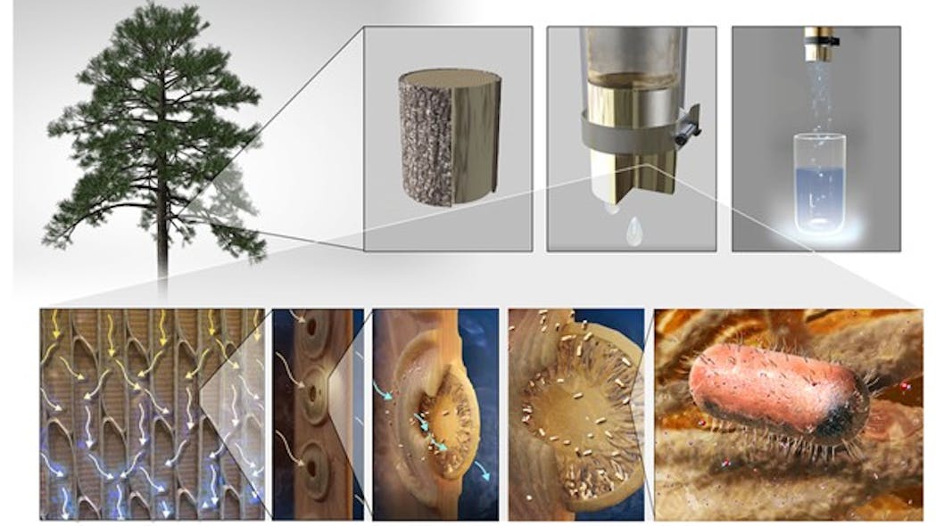 Xylem tissue in gymnosperm sapwood can be used for water filtration (as seen on top). Xylem is comprised of conduits that are interconnected by membranes that filter out contaminants present in water (bottom).