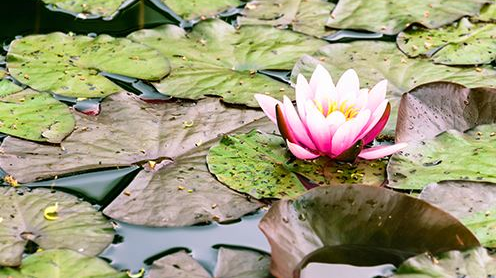 Sensus Ga Smart Water