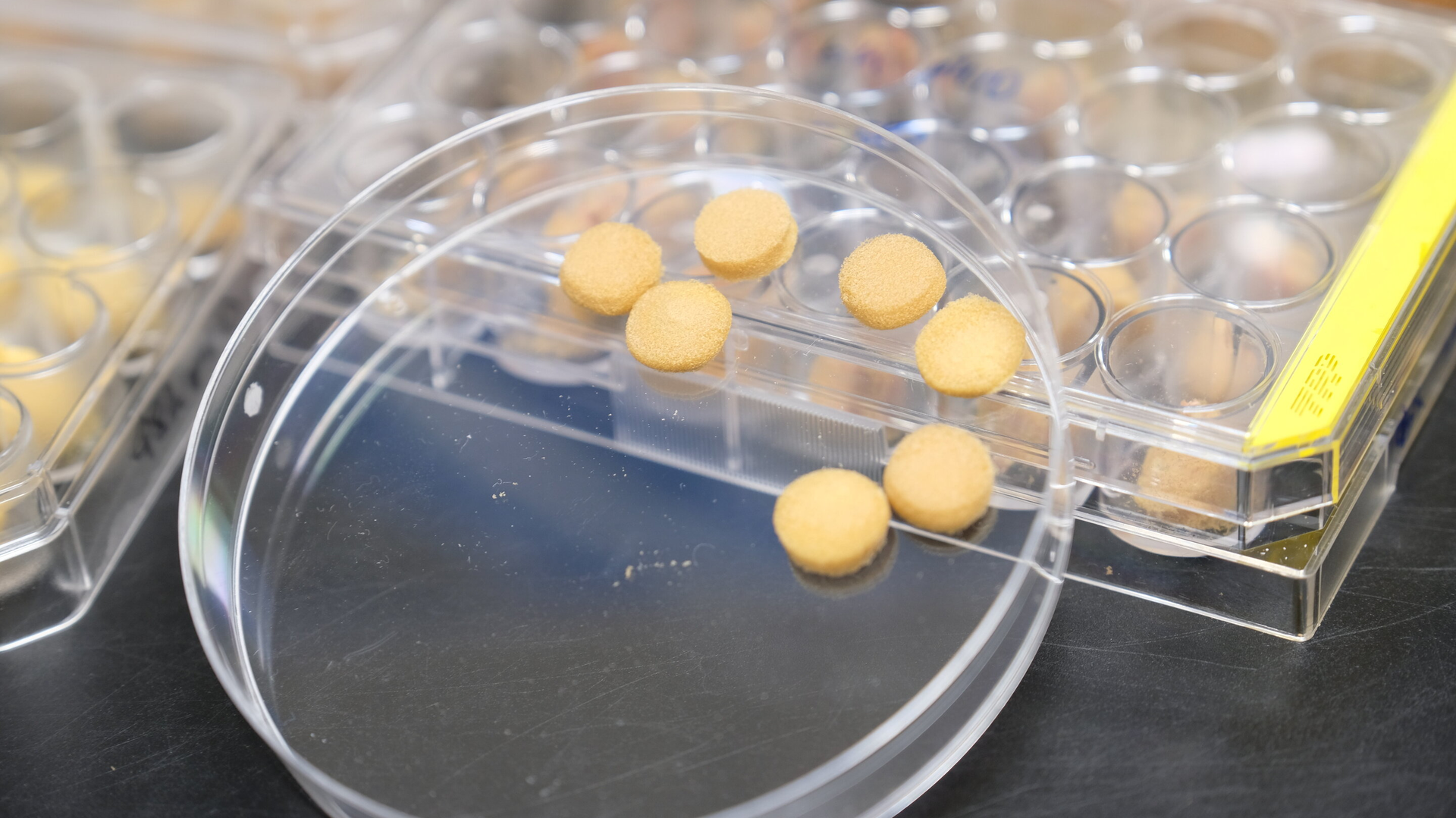 To make the sponge, the research team first transformed tough pollen grains into a soft gel-like material, before freeze-drying the material. These processes resulted in the formation of pollen sponges with 3D porous architectures.