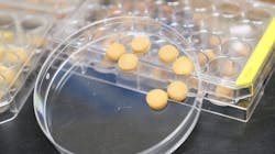 To make the sponge, the research team first transformed tough pollen grains into a soft gel-like material, before freeze-drying the material. These processes resulted in the formation of pollen sponges with 3D porous architectures. To make the sponge, the research team first transformed tough pollen grains into a soft gel-like material, before freeze-drying the material. These processes resulted in the formation of pollen sponges with 3D porous architectures.