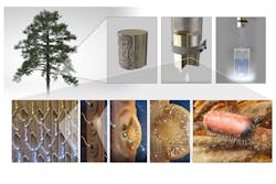 Xylem tissue in gymnosperm sapwood can be used for water filtration (as seen on top). Xylem is comprised of conduits that are interconnected by membranes that filter out contaminants present in water (bottom). Xylem tissue in gymnosperm sapwood can be used for water filtration (as seen on top). Xylem is comprised of conduits that are interconnected by membranes that filter out contaminants present in water (bottom).