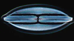 Biomimicry Institute announces the 10 startup companies participating in this year’s $100,000 Ray of Hope Prize® program.