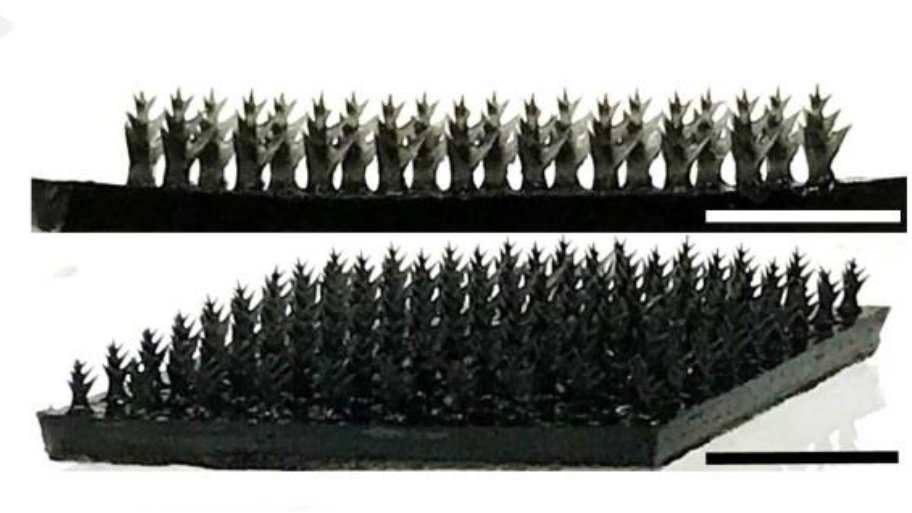 Images of representative fabricated PVA/PPy gel micro-tree array. Scale bar: 1 cm.