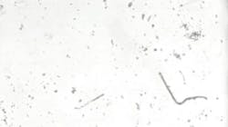 Movement of Paramecium at 1x & 5x permissible limit concentrations of volatile organic compounds (VOCs) water pollutants. Movement of Paramecium at 1x & 5x permissible limit concentrations of volatile organic compounds (VOCs) water pollutants.