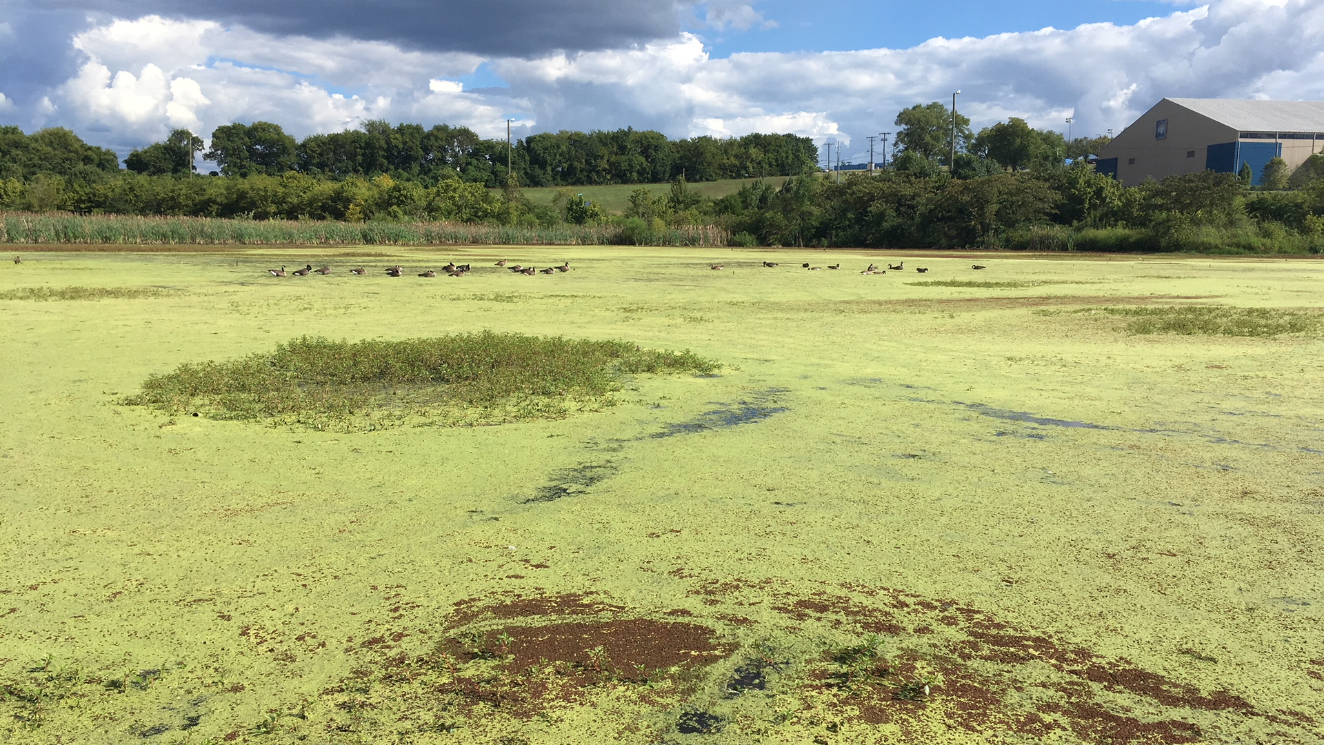 The TSU wetland becomes stagnant between storms and is soon covered in algae, aquatic macrophytes and duckweed.