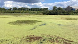 The TSU wetland becomes stagnant between storms and is soon covered in algae, aquatic macrophytes and duckweed. The TSU wetland becomes stagnant between storms and is soon covered in algae, aquatic macrophytes and duckweed.