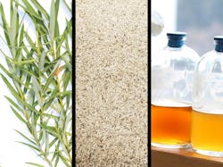 Willows are naturally tolerant of contamination and their roots filter out nitrogen from wastewater, tripling the biomass produced, which can then be harvested to make renewable biofuels. Willows are naturally tolerant of contamination and their roots filter out nitrogen from wastewater, tripling the biomass produced, which can then be harvested to make renewable biofuels.